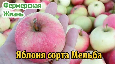 Яблоня Мечта Описание Фото – Telegraph