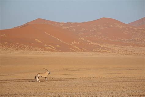 Namib-Naukluft National Park Safari: Best time, Fees [2025]