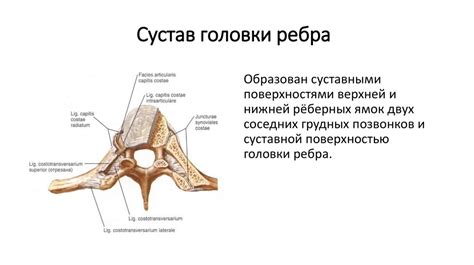 Рёбра. Анатомия грудной клетки - презентация онлайн