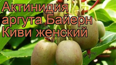 Актинидия аргута Байерн Киви женский 🌿 обзор: как сажать, рассада ...