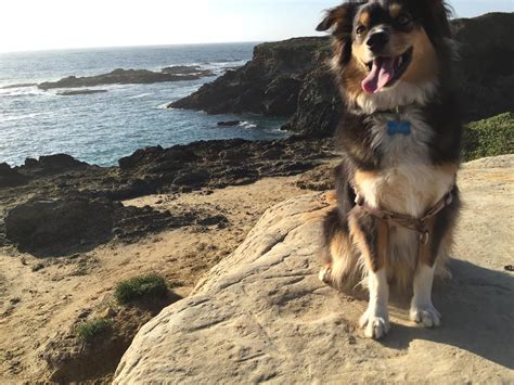 Short Haired? : AustralianShepherd