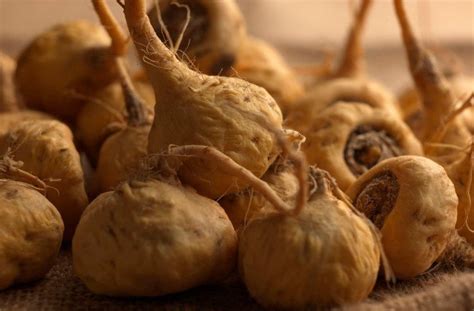 O'que É Maca Peruana - Você sabe o que é a Maca Peruana?