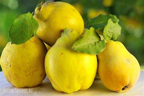 Айва в микроволновке рецепты ⋆ Великолепная еда и места