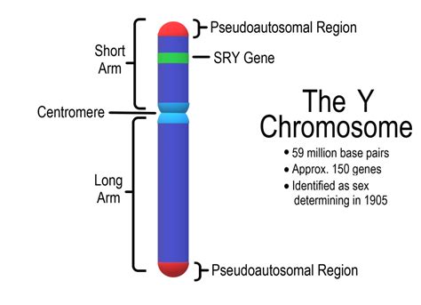 introduction   reproductive system human biology