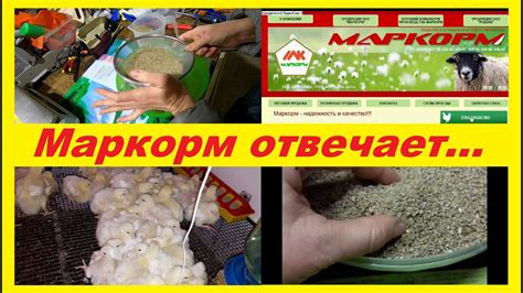Чем кормить бройлеров? Ответ Маркорма - YouTube