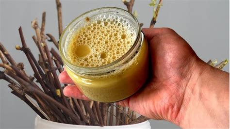 1 КАПЛЯ И ЧЕРЕНКИ ВСЕ В КОРНЯХ! Мощное Средство Для Образования Корней ...