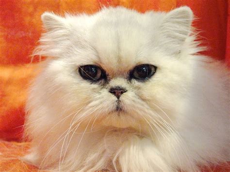 Cat White Pet - Free photo on Pixabay - Pixabay