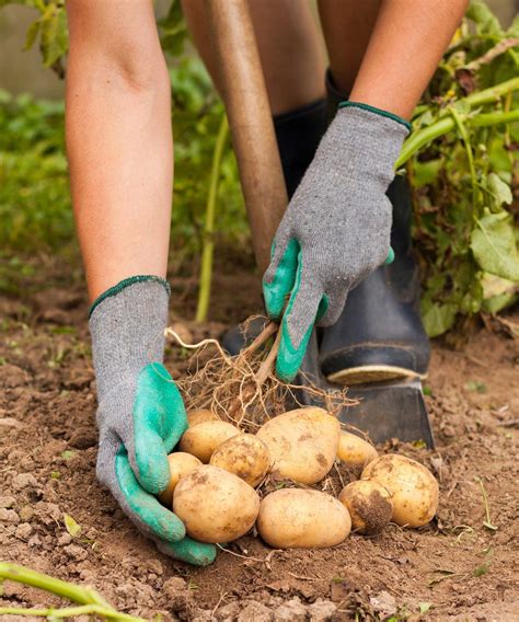 How to identify and treat potato blight: expert tips | Homes & Gardens