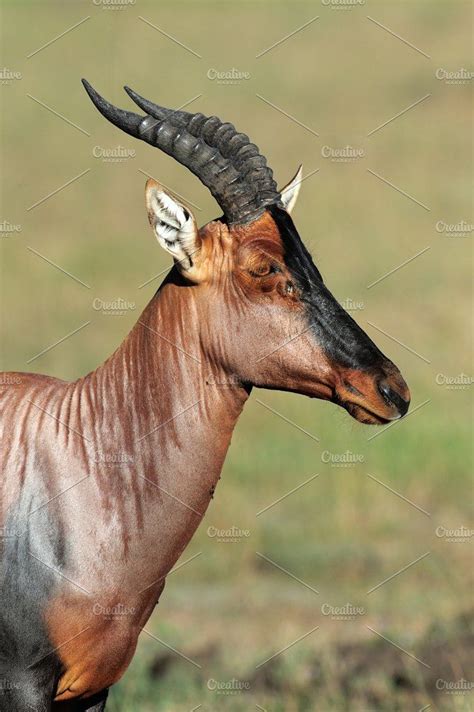 Topi antelope stock photo containing topi and antelope | African antelope, African wildlife ...