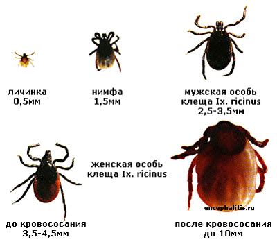 О клещах | Статьи