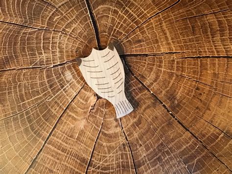 Salt fish magnet – Skipper Joe's Souvenirs