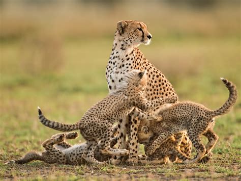 Cheetahs on the Edge