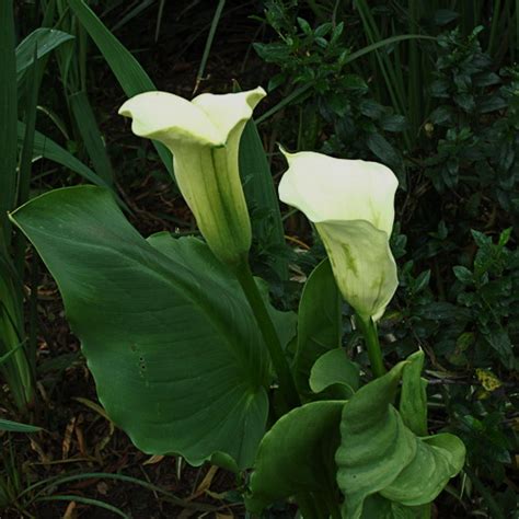 Zantedeschia valida - Wildflower Nursery