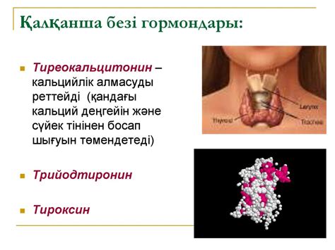 Эндокринді жүйе - презентация онлайн