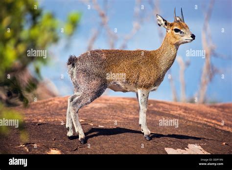 Klipspringer antelope hi-res stock photography and images - Alamy