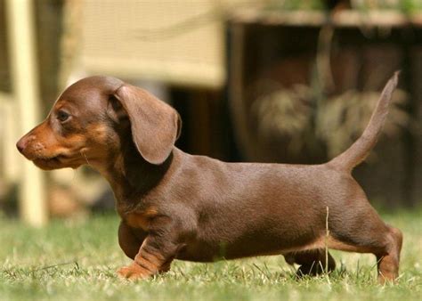 Miniature Dachshund Facts, Info, Temperament, Puppies, Pictures # ...