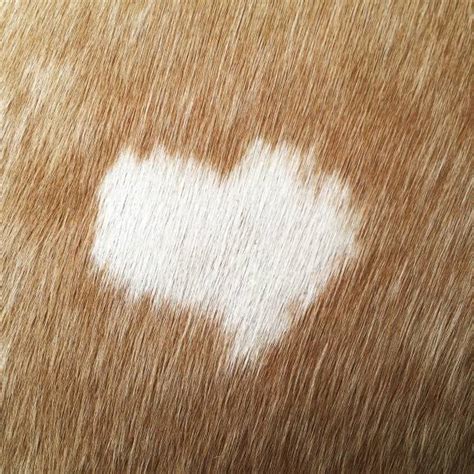 4,300+ Horse Heart Stock Photos, Pictures & Royalty-Free Images - iStock