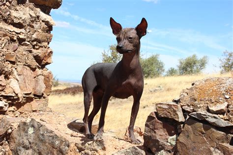 Perros Sin Pelo Mexicanos 10
