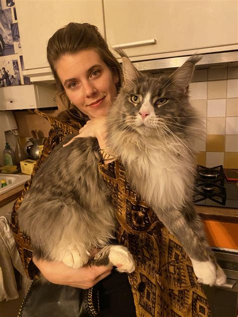 What Age Do Maine Coon Cats Stop Growing at Imogen Repin blog