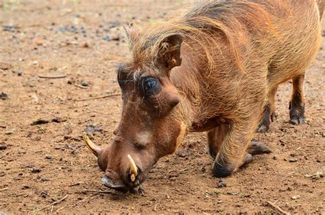 Африканский бородавочник, Phacochoerus africanus, Common W… | Flickr