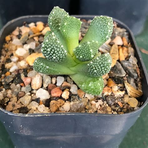 Aloinopsis luckhoffii, Aloinopsis luckhoffii in GardenTags plant ...