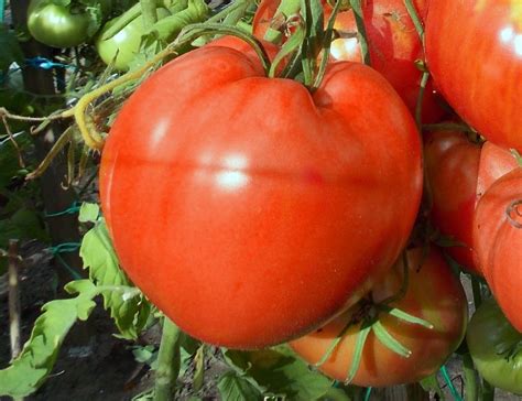 Томат Малиновое мамино сердце (Mom's Raspberry Oxheart) • Описание ...