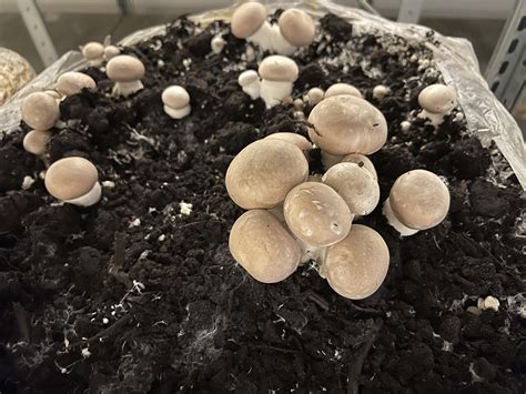 mushroom growing mushrooms  photo  pixabay pixabay
