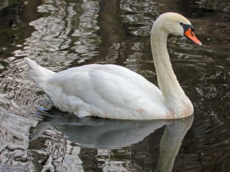 birds   world swans anatidae