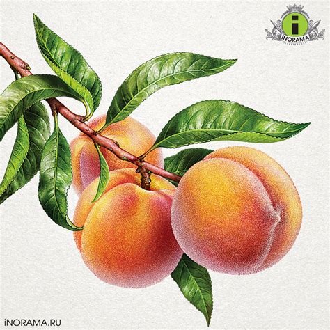 Иллюстрация Персики в стиле компьютерная графика | Illustrators.ru