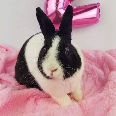 Pika the Bunny