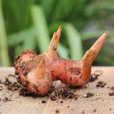 Galangal Rhizome | The Seed Collection