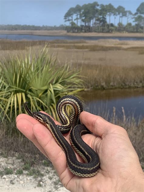 Gulf Salt Marsh Snake (Nerodia clarkii) in the Florida Panhandle : r/snakes