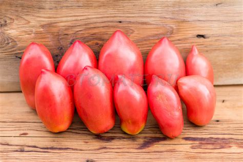 МИНУСИНСКИЕ БЫЧКИ — BTomate