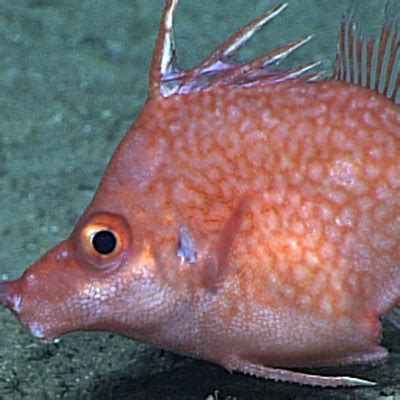 Facts: The Spikefish by Deep Marine Scenes