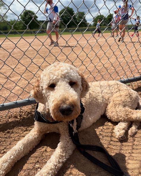 Diabetic Alert Dogs Of America LLC (@diabeticalertdog) • Instagram