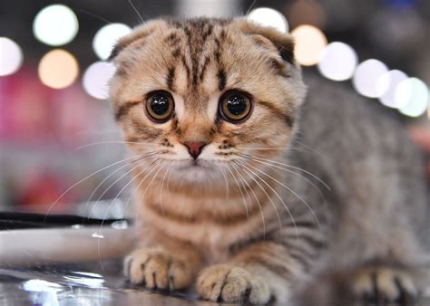 poze de fundal cute negre poze blog imagini de fundal vrogueco