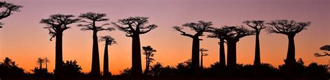 Madagascar: All You Must Know Before You Go (2024) - Tripadvisor