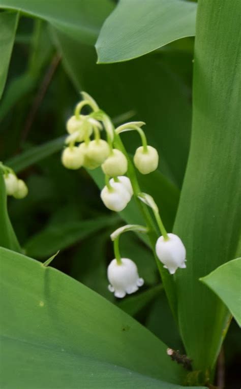 Jardin d'Isabelle: Muguet
