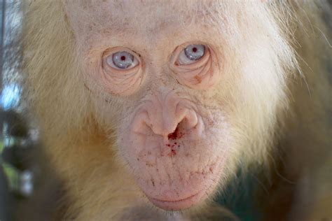 Rare albino animals from around the world | Daily Sabah
