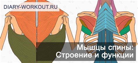 Мышцы спины: строение и функции