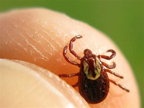 Current Biology: Клещи умеют перемещаться с помощью статического ...