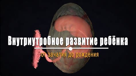 Внутриутробное развитие ребёнка. Все этапы беременности - YouTube