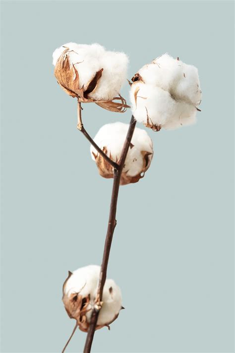 cotton plant images   png stickers wallpapers