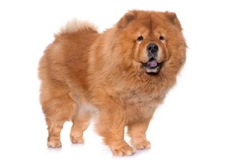 Chow chow - Origines, caractéristiques, caractère et photos