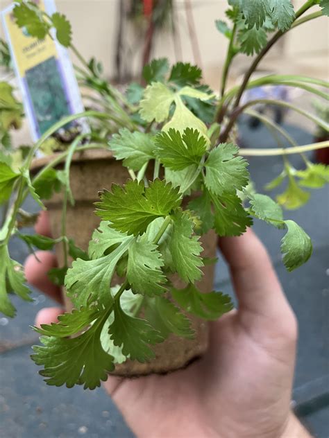 Why is my cilantro sad?? : r/plantclinic