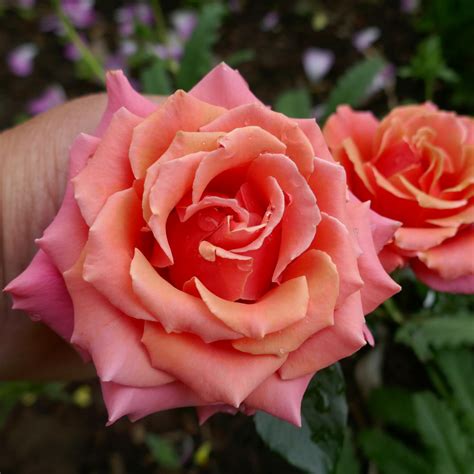 Copper Lights – Karin Schade – Stauden und Rosen
