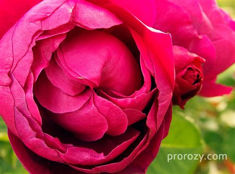 Ascot | Сорта роз - отзывы и фото | prorozy.com
