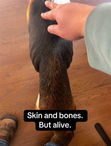 Vet Says Gunshots Missed Her Brain by Millimeters—Now This Beagle’s ...