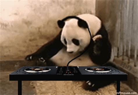 fun animated gifs siri de  raza eres digimancoro wallpaper