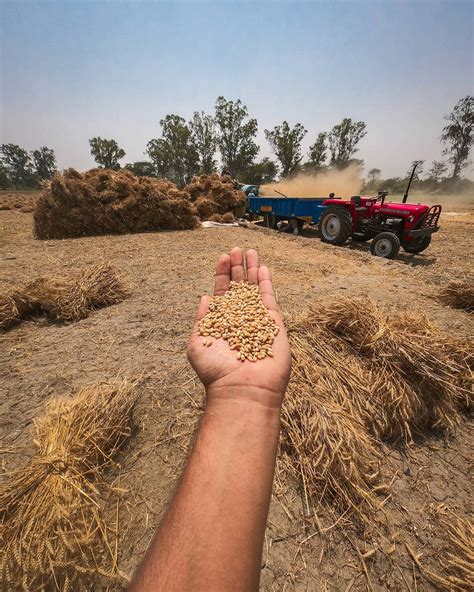 Wheat grains in hand - PixaHive